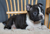 AKC Registered Boston Terrier For Sale Fredericksburg, OH Female- Gabby