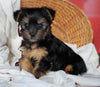 ACA Registered Yorkshire Terrier For Sale Millersburg, OH Female- Daisy