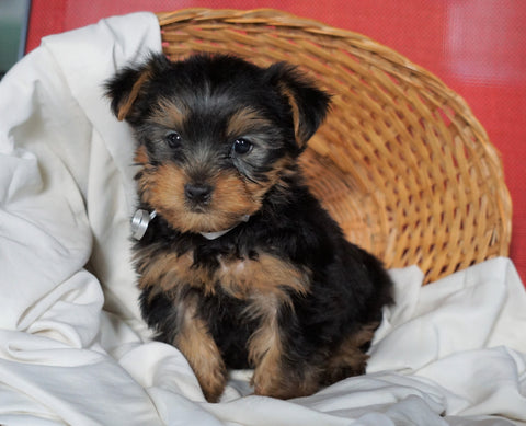ACA Registered Yorkshire Terrier For Sale Millersburg, OH Male- Donald