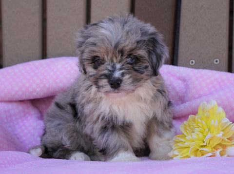 Mini Aussiedoodle For Sale Fredericksburg, OH Female- Ruby