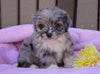 Mini Aussiedoodle For Sale Fredericksburg, OH Female- Ruby