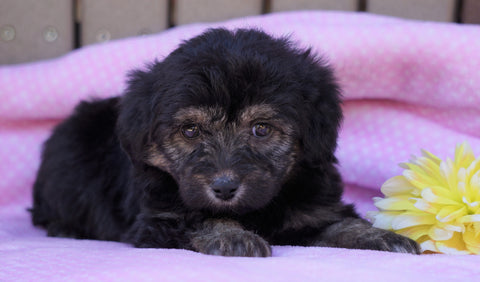 Mini Aussiedoodle For Sale Fredericksburg, OH Female- Ashley