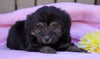 Mini Aussiedoodle For Sale Fredericksburg, OH Female- Ashley