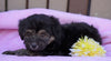 Mini Aussiedoodle For Sale Fredericksburg, OH Female- Ashley