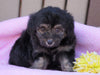 Mini Aussiedoodle For Sale Fredericksburg, OH Female- Ashley
