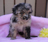 Mini Aussiedoodle For Sale Fredericksburg, OH Female- Lily