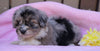 Mini Aussiedoodle For Sale Fredericksburg, OH Female- Molly