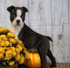 AKC Registered Boston Terrier For Sale Warsaw, OH Male- Charley