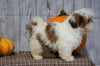 Shih Tzu For Sale Warsaw, OH Male- Jasper
