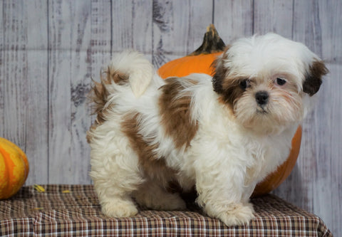 Shih Tzu For Sale Warsaw, OH Male- Jasper