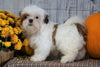 Shih Tzu For Sale Warsaw, OH Male- Jasper