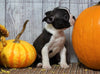 ACA Registered Boston Terrier For Sale Warsaw, OH Female- Gabby