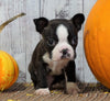 ACA Registered Boston Terrier For Sale Warsaw, OH Male- Gus