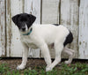 Jack Russel Mix For Sale Millersburg, OH Male- Russel