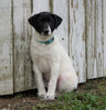 Jack Russel Mix For Sale Millersburg, OH Male- Russel