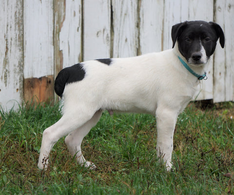 Jack Russel Mix For Sale Millersburg, OH Male- Russel