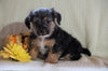 Jackapoo For Sale Applecreek, OH Male- Dexter