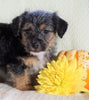Jackapoo For Sale Applecreek, OH Male- Dexter