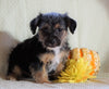 Jackapoo For Sale Applecreek, OH Male- Dexter