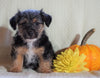 Jackapoo For Sale Applecreek, OH Male- Dexter
