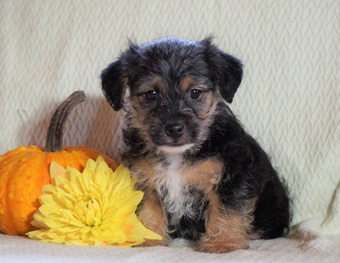 Jackapoo For Sale Applecreek, OH Male- Dexter