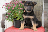 AKC Registered German Shepherd For Sale Millersburg, OH Female- Kelsey