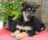 AKC Registered German Shepherd For Sale Millersburg, OH Female- Kelsey