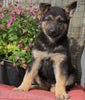 AKC Registered German Shepherd For Sale Millersburg, OH Female- Rosy