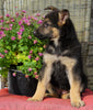 AKC Registered German Shepherd For Sale Millersburg, OH Female- Rosy