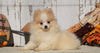 ACA Registered Pomeranian For Sale Millersburg, OH Female- Sara
