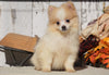 ACA Registered Pomeranian For Sale Millersburg, OH Female- Sara