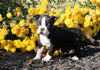 AKC Registered Boston Terrier For Sale Wooster, OH Female- Sunshine