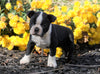 AKC Registered Boston Terrier For Sale Wooster, OH Male- Cody