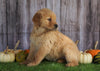 AKC Registered Golden Retriever For Sale Holmesville, OH Female- Annie