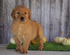 AKC Registered Golden Retriever For Sale Holmesville, OH Female- Amber