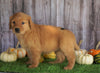 AKC Registered Golden Retriever For Sale Holmesville, OH Female- Amber