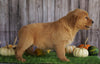 AKC Registered Golden Retriever For Sale Holmesville, OH Female- Ariel