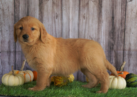 AKC Registered Golden Retriever For Sale Holmesville, OH Female- Ariel