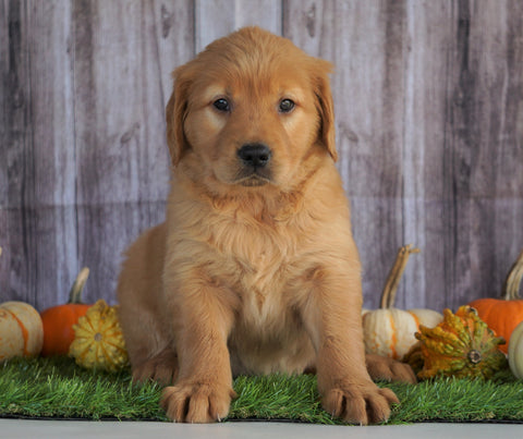 AKC Registered Golden Retriever For Sale Holmesville, OH Female- Audrey