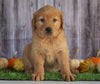 AKC Registered Golden Retriever For Sale Holmesville, OH Female- Audrey