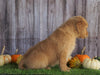 AKC Registered Golden Retriever For Sale Holmesville, Female- Addison