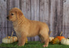 AKC Registered Golden Retriever For Sale Holmesville, Female- Addison