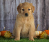 AKC Registered Golden Retriever For Sale Holmesville, Female- Addison