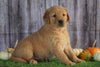 AKC Registered Golden Retriever For Sale Holmesville, OH Male- Austin