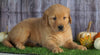 AKC Registered Golden Retriever For Sale Holmesville, OH Male- Austin