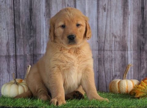 AKC Registered Golden Retriever For Sale Holmesville, OH Male- Austin