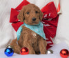 F1B Goldendoodle (Standard) For Sale Sugarcreek, OH Male- Cute Spot