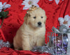 AKC Registered Golden Retriever For Sale Sugarcreek, OH Female- Carma