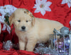 AKC Registered Golden Retriever For Sale Sugarcreek, OH Female- Carma