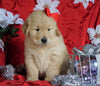 AKC Registered Golden Retriever For Sale Sugarcreek, OH Male- Captain